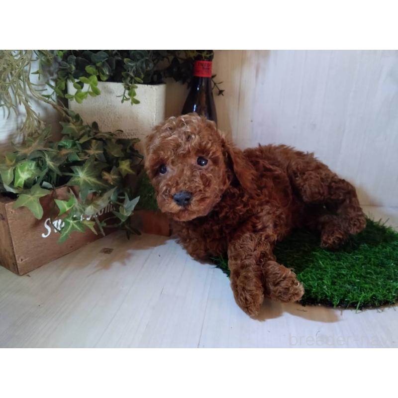 販売中の三重県のトイプードル-431239の3枚目