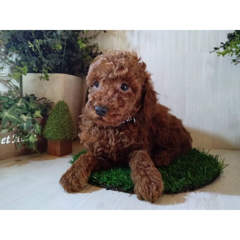 販売中の三重県のトイプードル-431239の2枚目