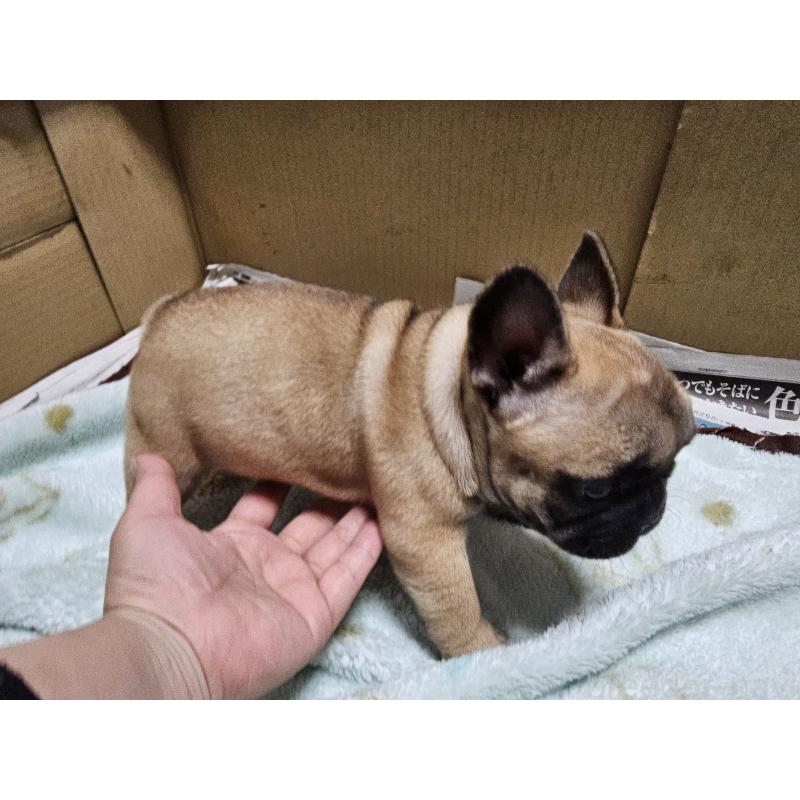 成約済の愛知県のフレンチブルドッグ-426845の7枚目