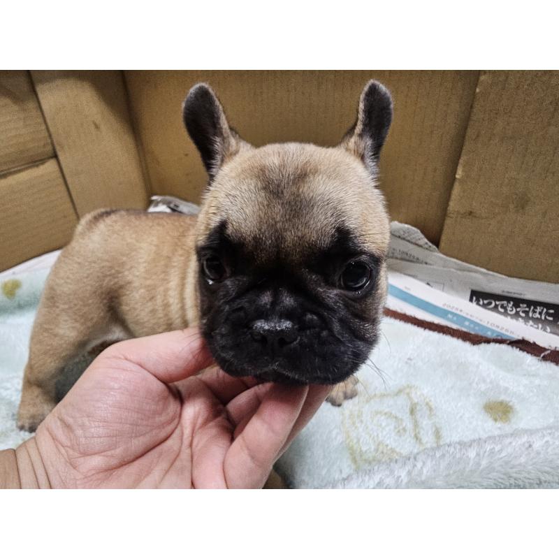 成約済の愛知県のフレンチブルドッグ-426845の6枚目