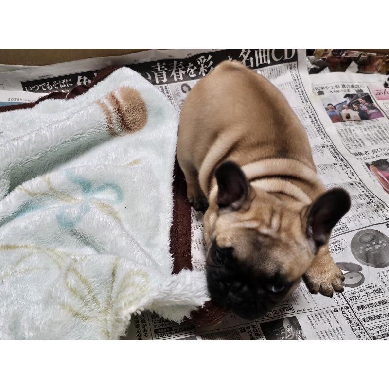 成約済の愛知県のフレンチブルドッグ-426845の5枚目