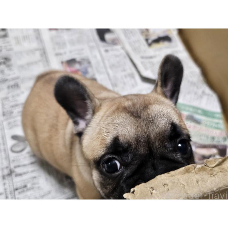 成約済の愛知県のフレンチブルドッグ-426845の3枚目