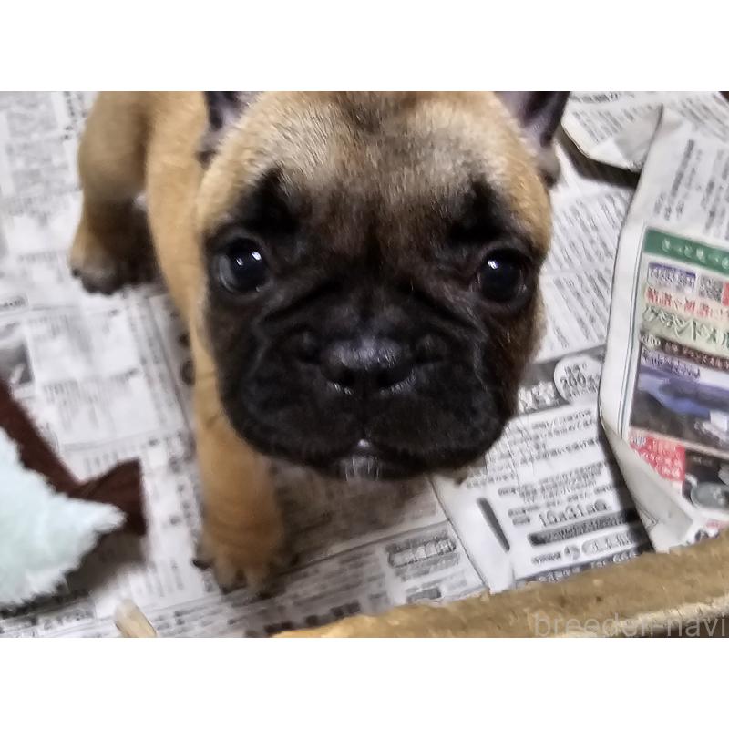 成約済の愛知県のフレンチブルドッグ-426845の2枚目