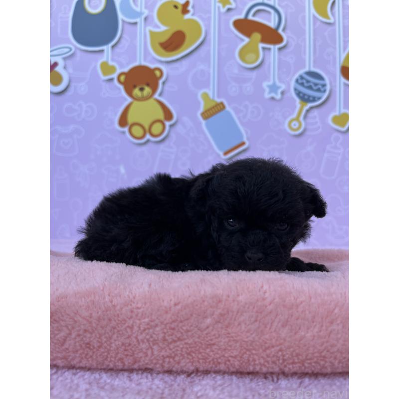 販売中の東京都のトイプードル-431255の6枚目