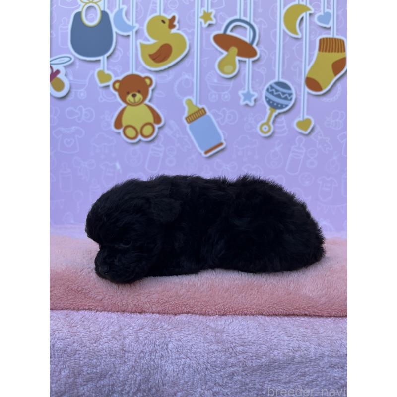 販売中の東京都のトイプードル-431255の5枚目