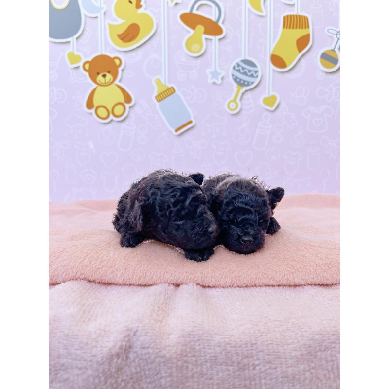 販売中の東京都のトイプードル-431255の4枚目