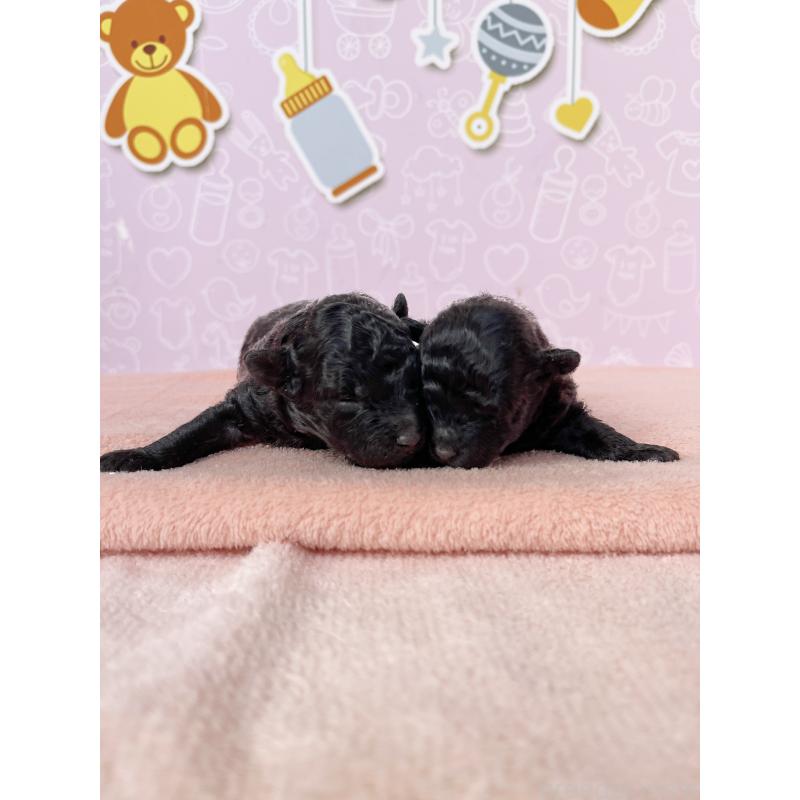 販売中の東京都のトイプードル-431255の3枚目