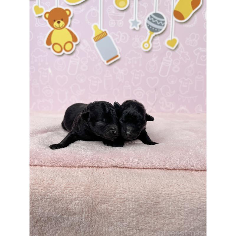 販売中の東京都のトイプードル-431255の2枚目