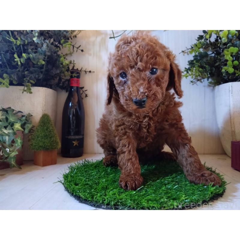 販売中の三重県のトイプードル-431240の1枚目