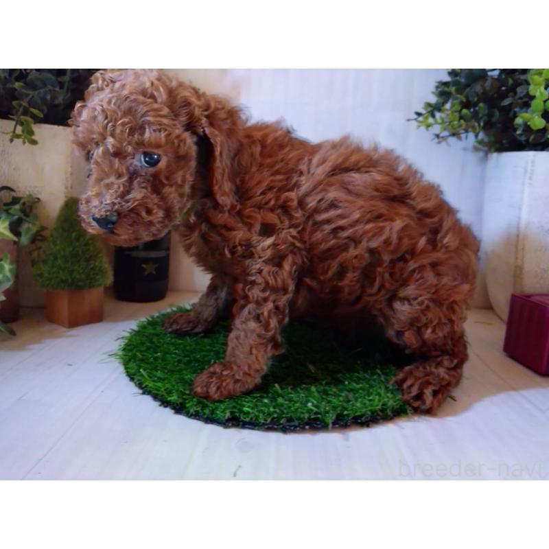 販売中の三重県のトイプードル-431240の5枚目