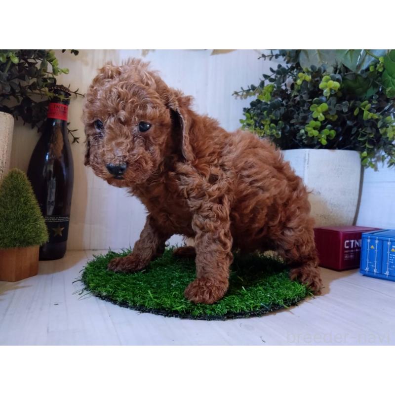 販売中の三重県のトイプードル-431240の4枚目