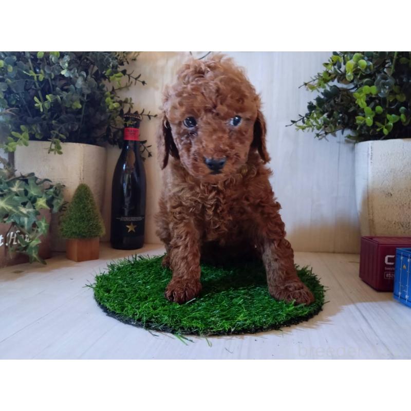 販売中の三重県のトイプードル-431240の3枚目