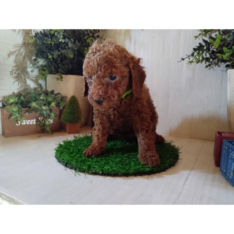 販売中の三重県のトイプードル-431240の2枚目