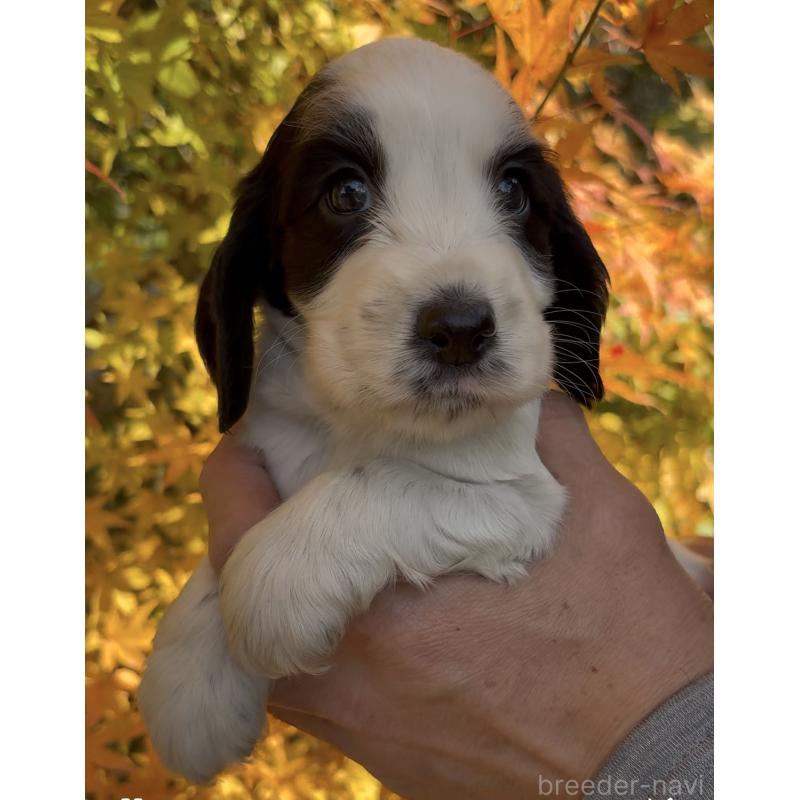 成約済の佐賀県のイングリッシュコッカースパニエル-427604の5枚目