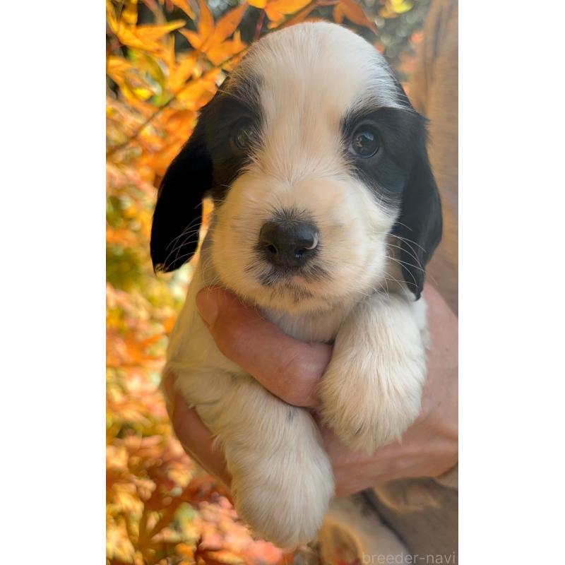 成約済の佐賀県のイングリッシュコッカースパニエル-427604の4枚目