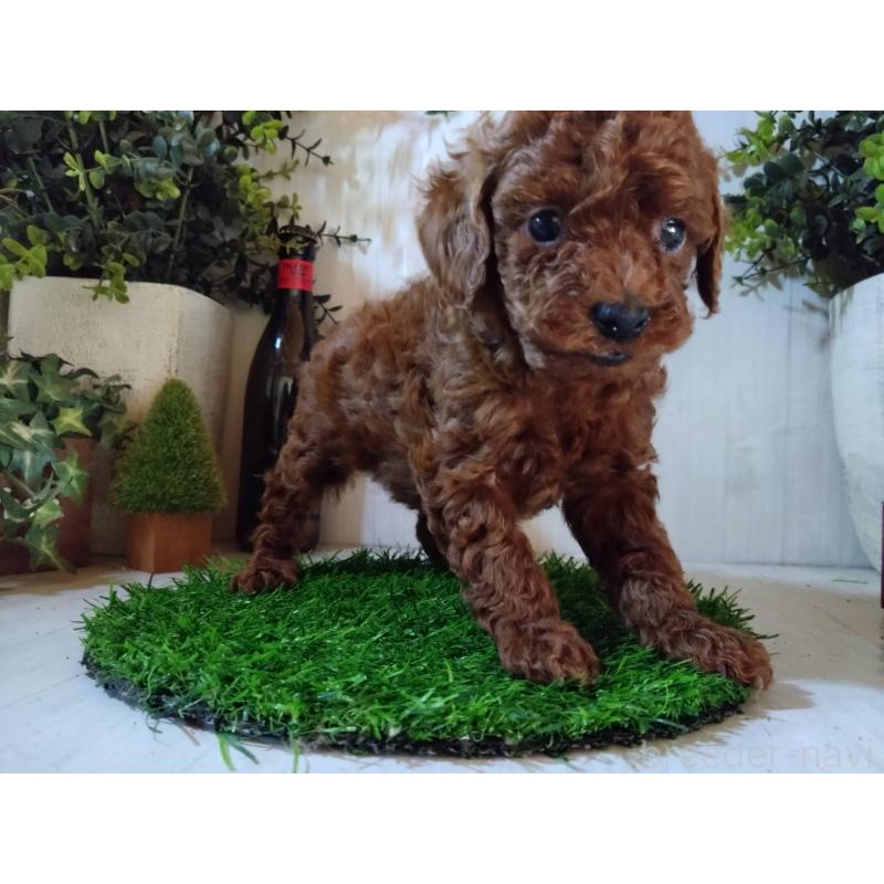 販売中の三重県のタイニープードル-431242