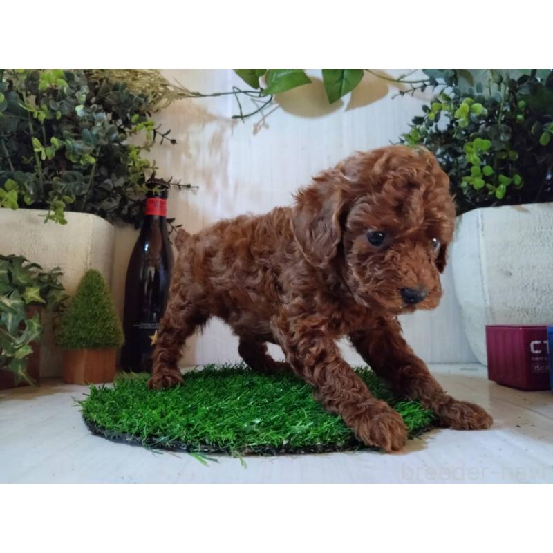 販売中の三重県のタイニープードル-431242の9枚目