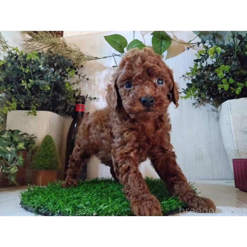 販売中の三重県のタイニープードル-431242の8枚目