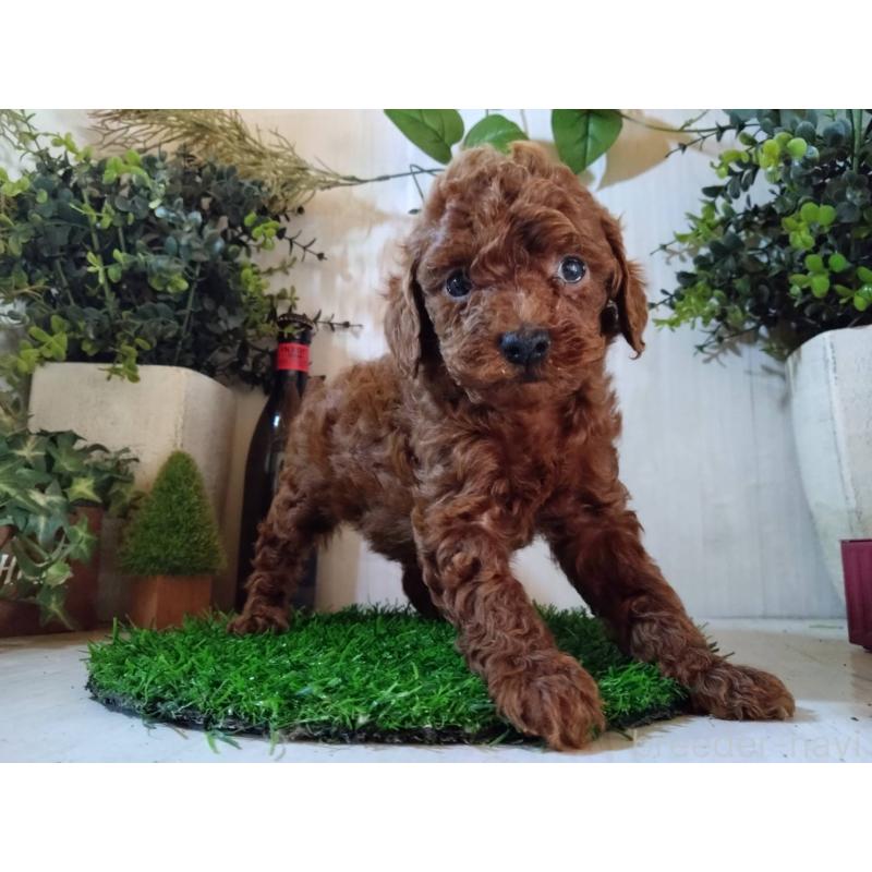 販売中の三重県のタイニープードル-431242の7枚目