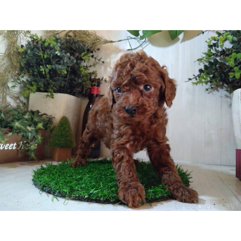 販売中の三重県のタイニープードル-431242の6枚目