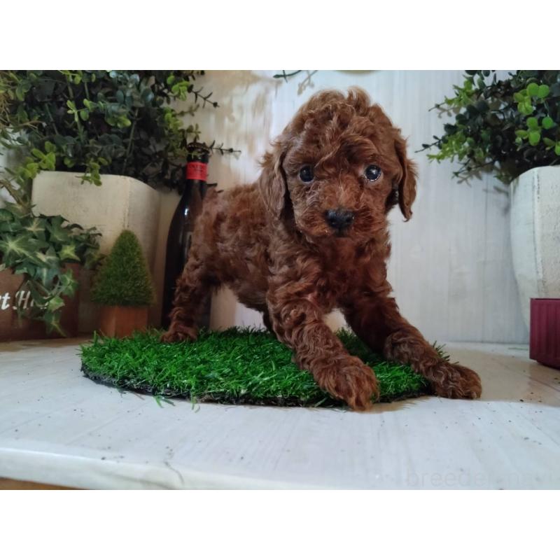 販売中の三重県のタイニープードル-431242の5枚目