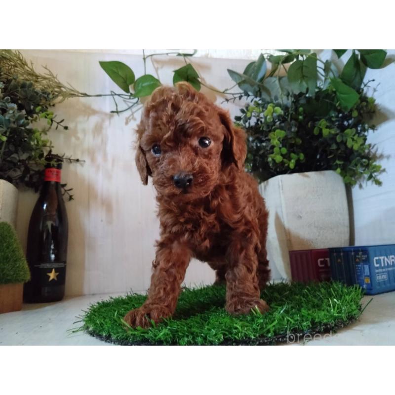 販売中の三重県のタイニープードル-431242の4枚目