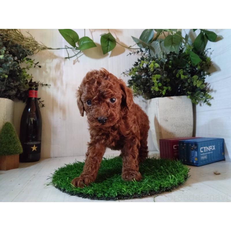 販売中の三重県のタイニープードル-431242の3枚目