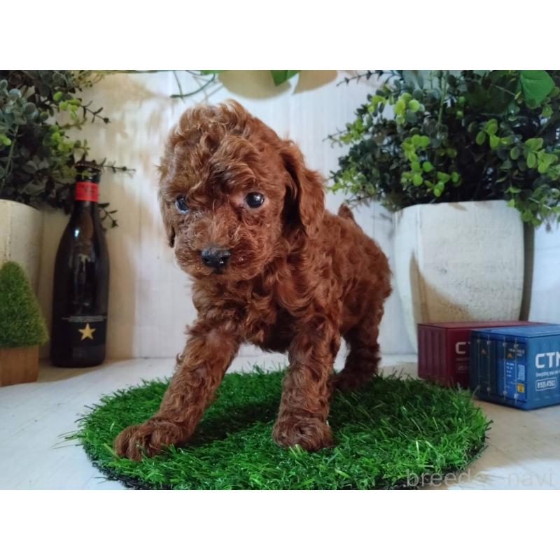 販売中の三重県のタイニープードル-431242の2枚目