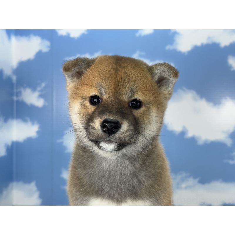 販売中の愛知県の柴犬-431244の5枚目