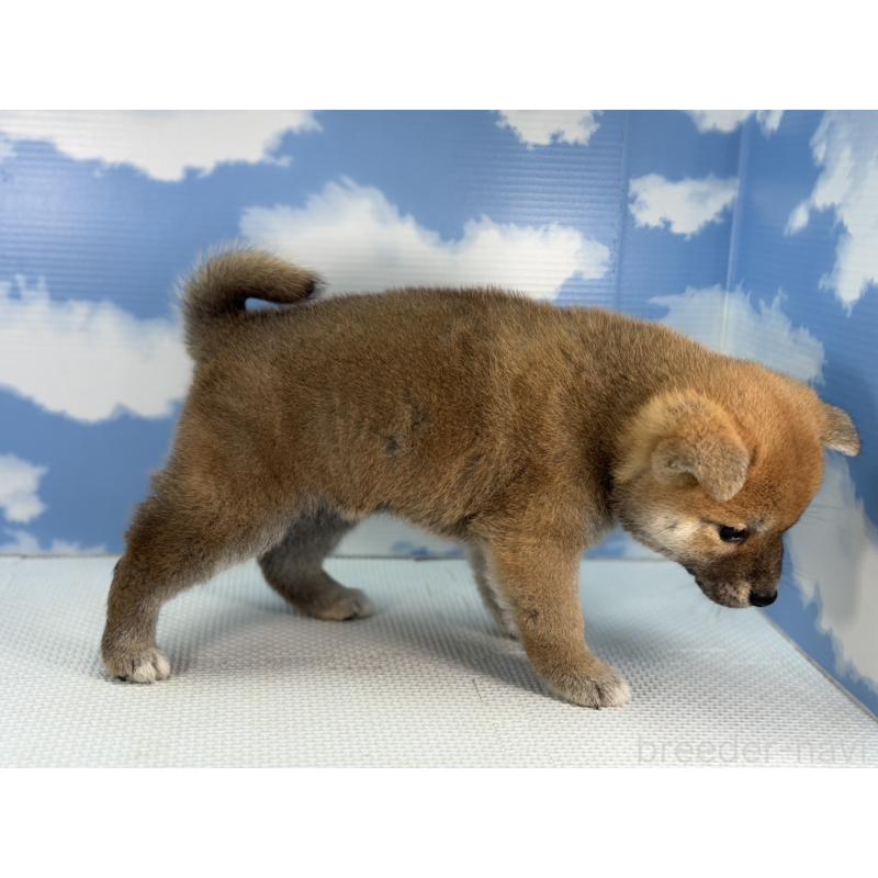 販売中の愛知県の柴犬-431244の4枚目