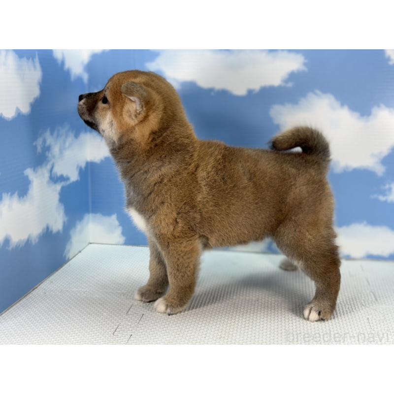 販売中の愛知県の柴犬-431244の3枚目