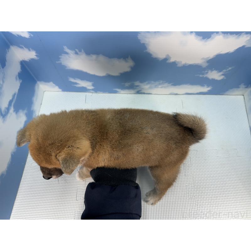 販売中の愛知県の柴犬-431244の2枚目