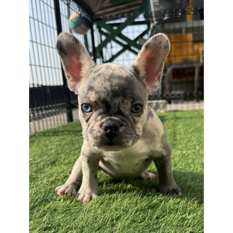 販売中の愛媛県のフレンチブルドッグ-425025の10枚目
