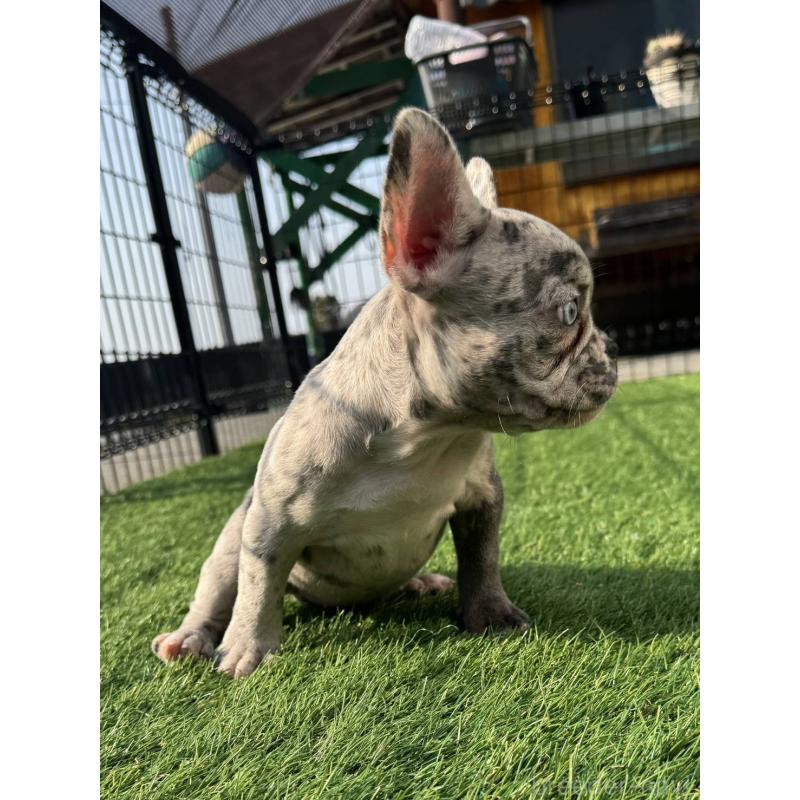 販売中の愛媛県のフレンチブルドッグ-425025の9枚目
