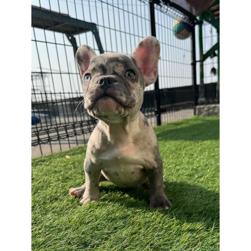 販売中の愛媛県のフレンチブルドッグ-425025の8枚目