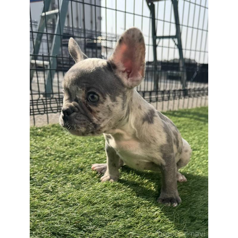 販売中の愛媛県のフレンチブルドッグ-425025の7枚目