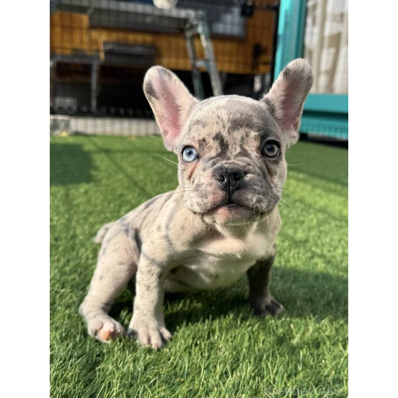 販売中の愛媛県のフレンチブルドッグ-425025