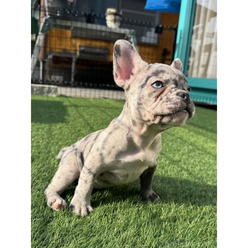 販売中の愛媛県のフレンチブルドッグ-425025の6枚目