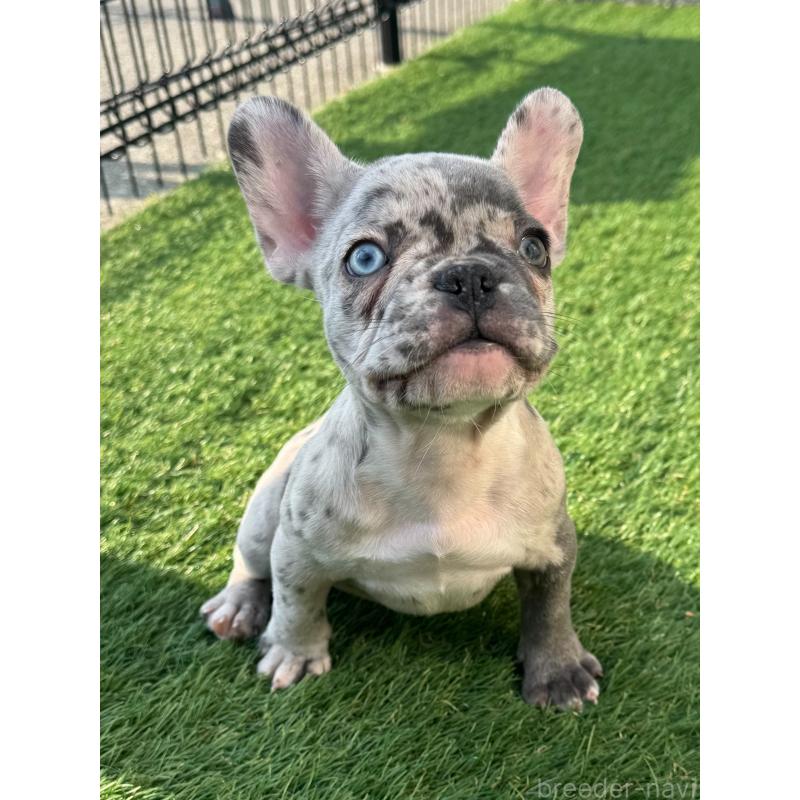販売中の愛媛県のフレンチブルドッグ-425025の5枚目