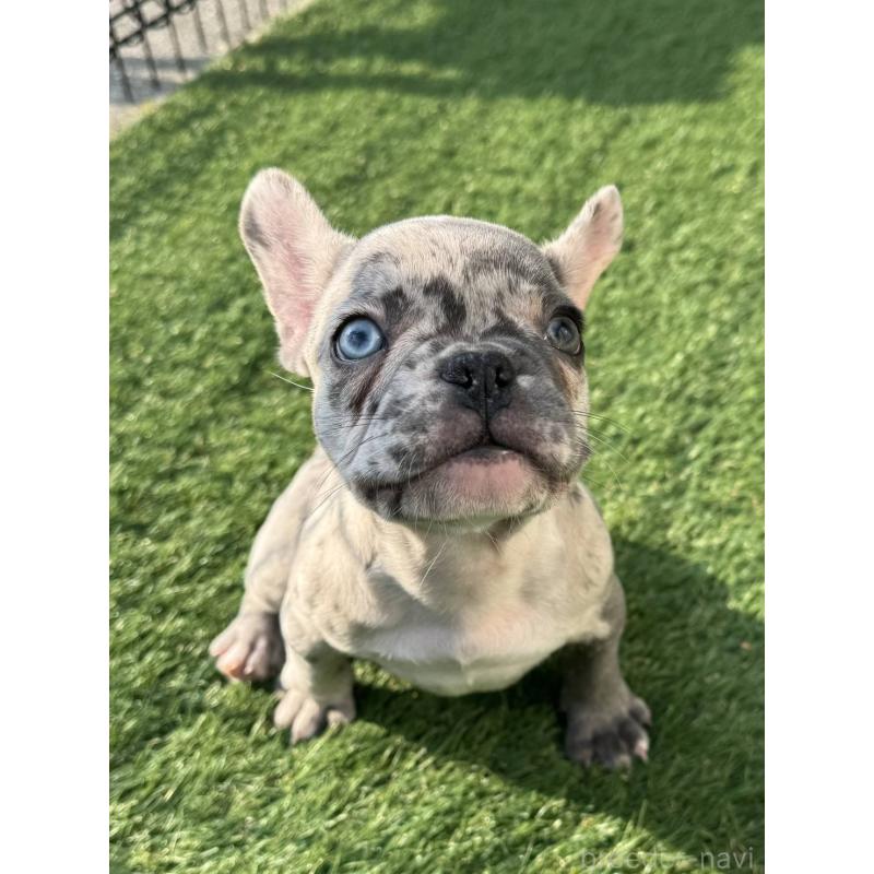 販売中の愛媛県のフレンチブルドッグ-425025の4枚目