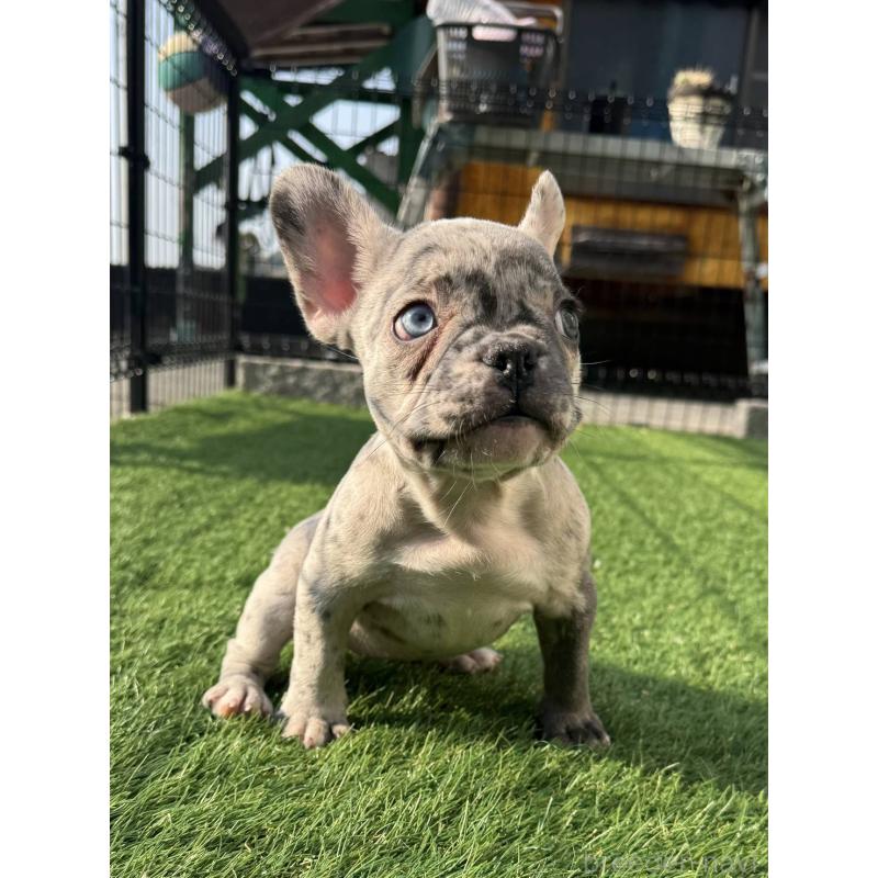 販売中の愛媛県のフレンチブルドッグ-425025の3枚目
