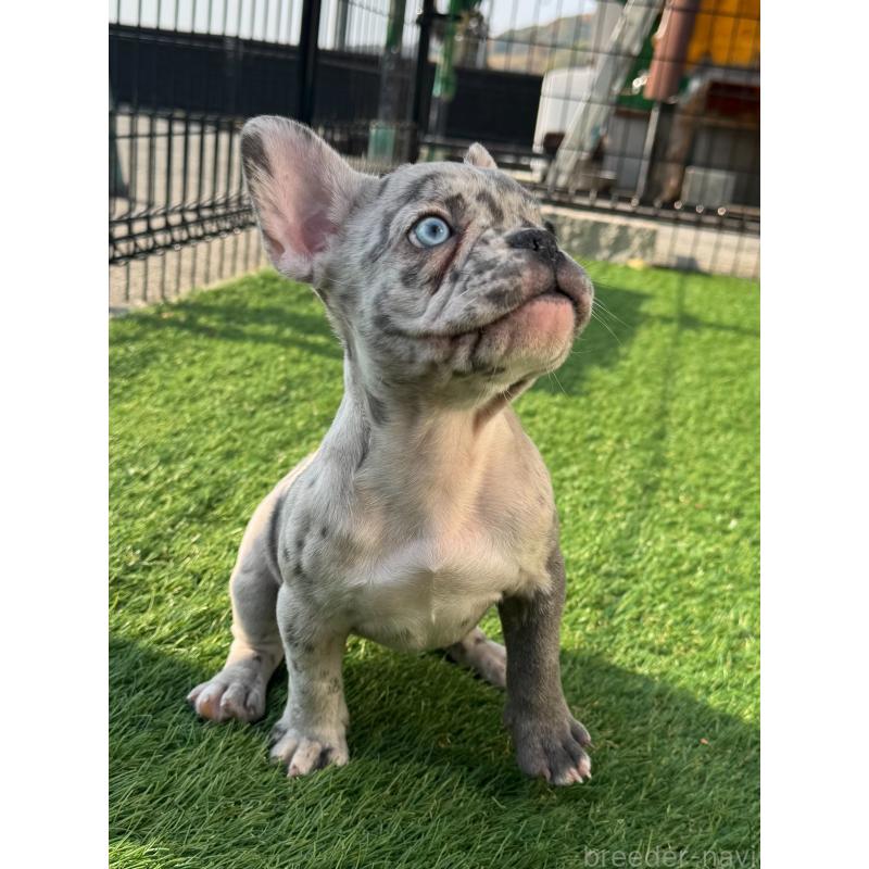 販売中の愛媛県のフレンチブルドッグ-425025の2枚目