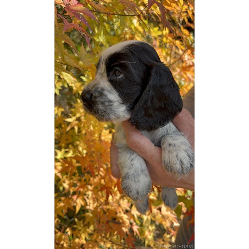 販売中の佐賀県のイングリッシュコッカースパニエル-427605の5枚目