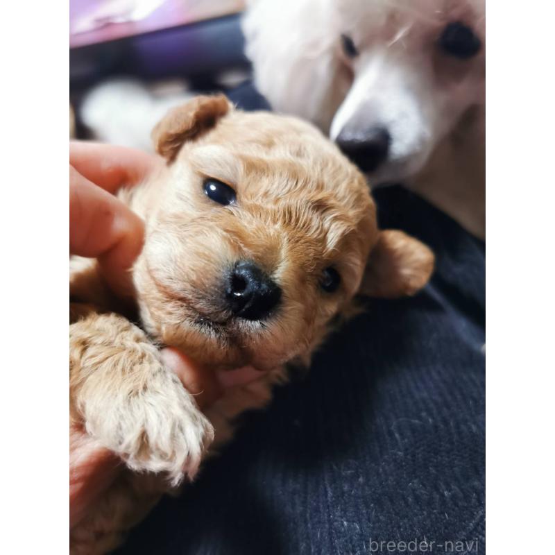 販売中の神奈川県のトイプードル-431246の4枚目