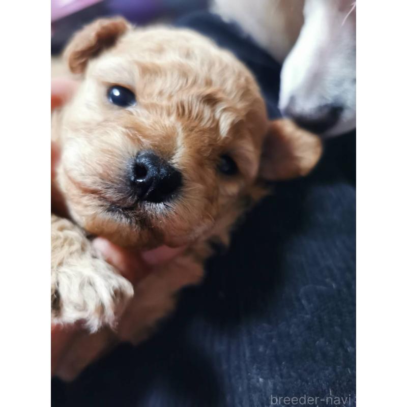販売中の神奈川県のトイプードル-431246の3枚目