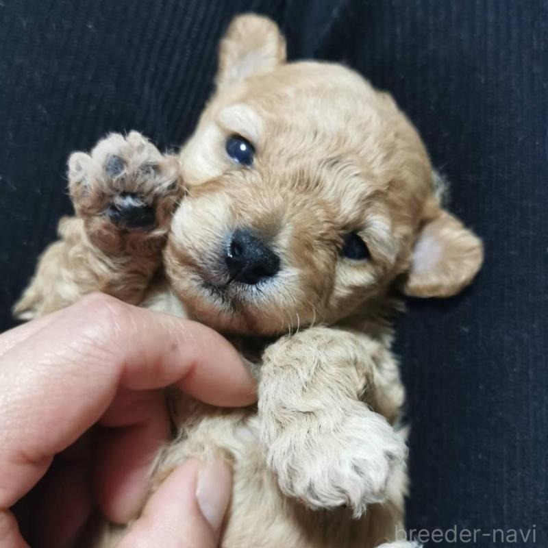 販売中の神奈川県のトイプードル-431246の1枚目