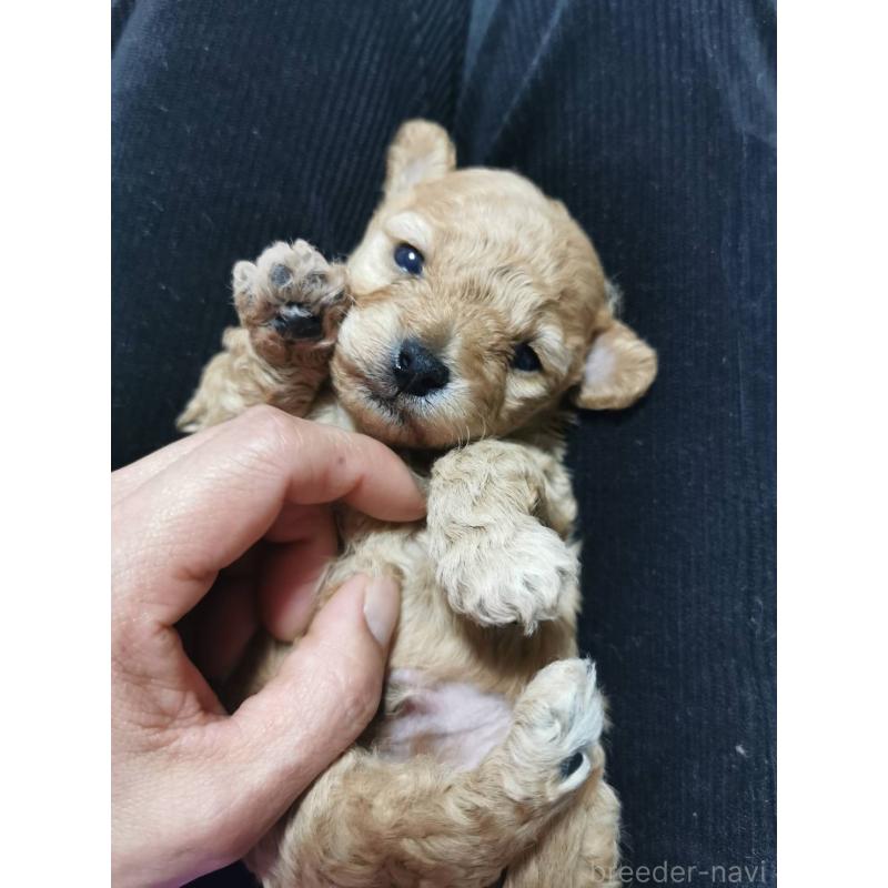 販売中の神奈川県のトイプードル-431246の2枚目