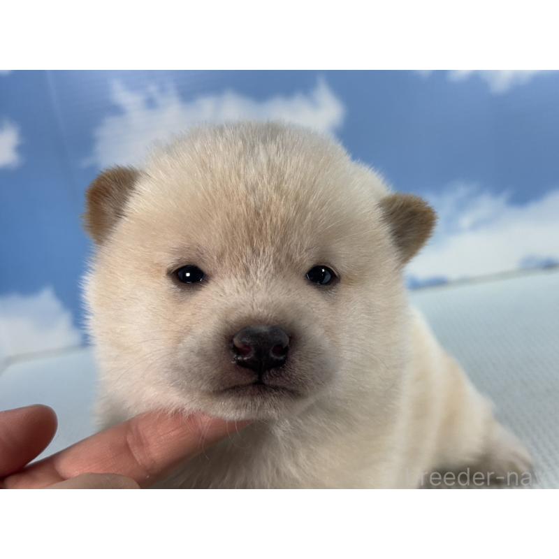 販売中の愛知県の豆柴-431251の5枚目