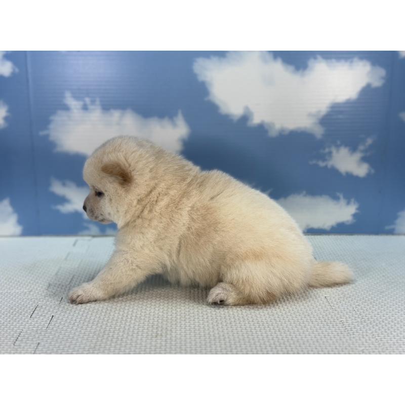 販売中の愛知県の豆柴-431251の4枚目