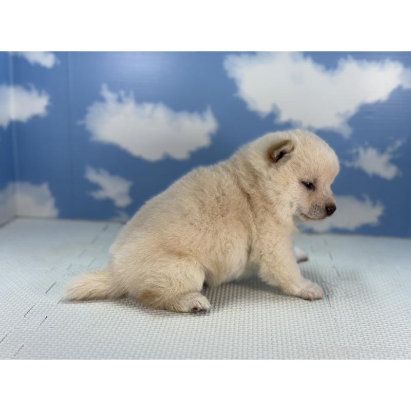 販売中の愛知県の豆柴-431251の3枚目